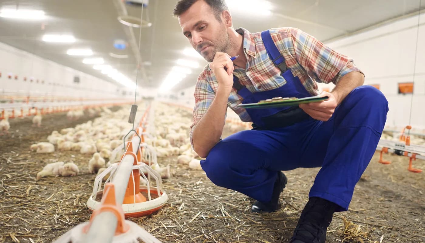 Monitoring Your Hatchery & Know how Temperature, Humidity and KPI affects the Hatchability